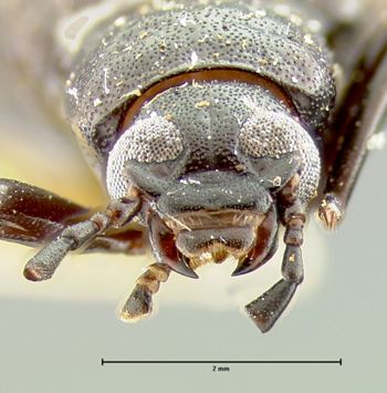 Media type: image;   Entomology 4720 Aspect: head frontal view